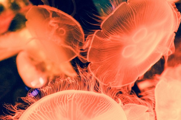 Jellyfish Orange