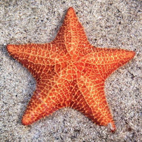 starfish